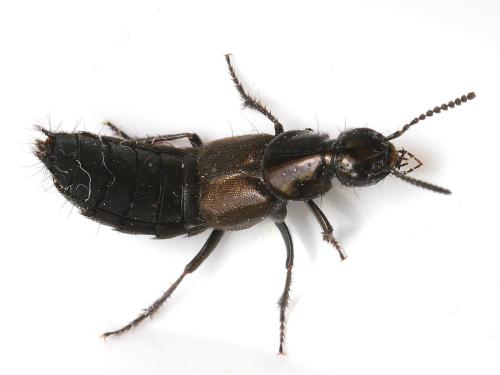 Réf. 345 639 : Philonthus sp.